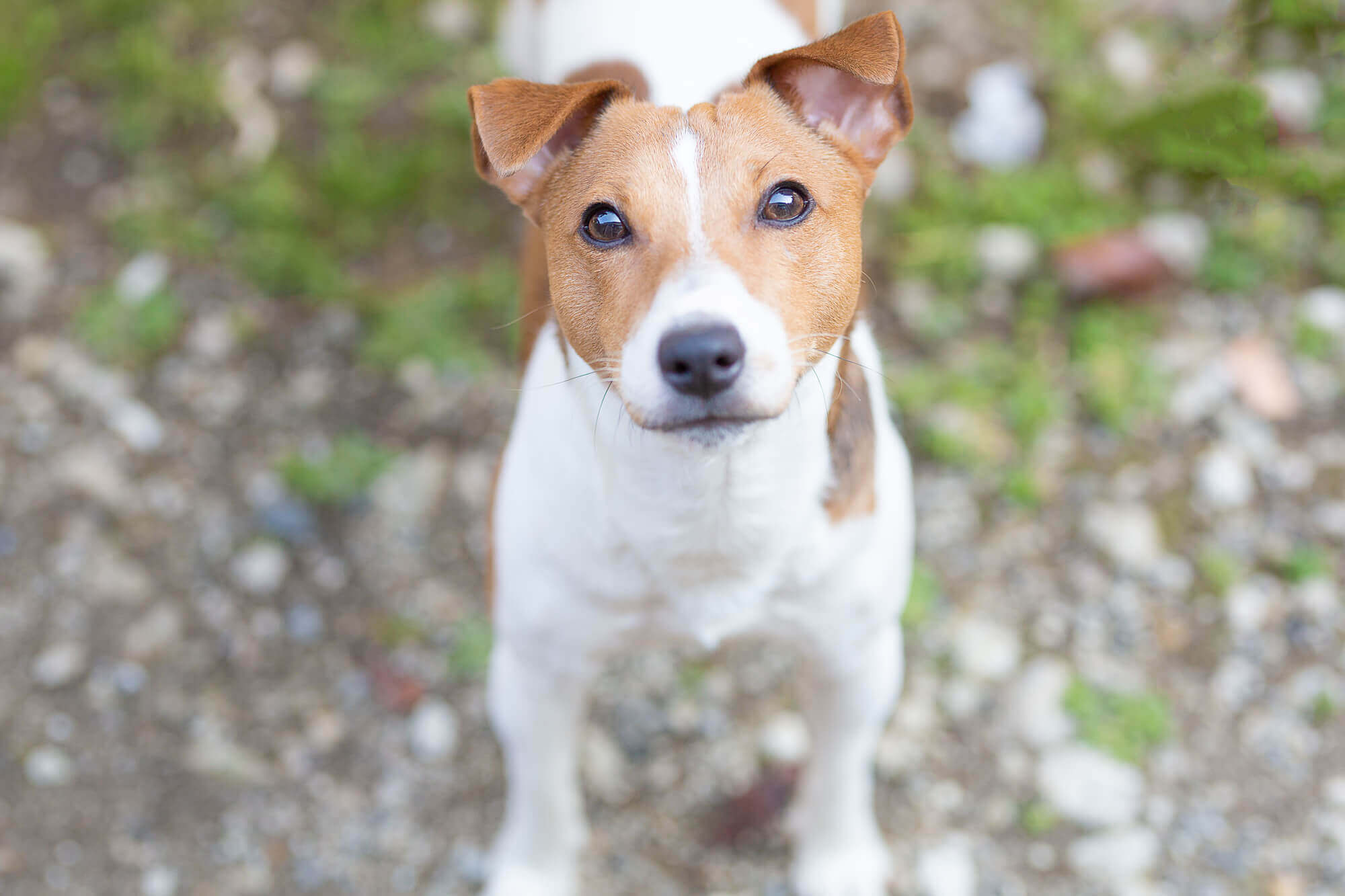 ジャックラッセルテリアはどんな犬種？